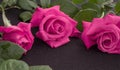 bright pink bouquet of roses on a dark background Royalty Free Stock Photo
