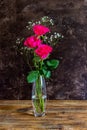 Three bright pink roses Royalty Free Stock Photo