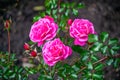Three bright pink roses, upright, on stems with green leaves Royalty Free Stock Photo