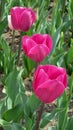 Three Bright Pink Tulips blooming Royalty Free Stock Photo