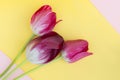 Three bright pink tulips lie against a background of pastel colors. Horizontal photo. Close-up. Concept - layout for postcards, Royalty Free Stock Photo