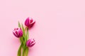 Three bright pink tulips on a pink background. Flat lay, copy space Royalty Free Stock Photo