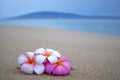 Three Bright Plumeria Flowers on Sand wth Island and Ocean in Ba Royalty Free Stock Photo