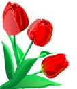 Three bright red flowers tulips with green leaves