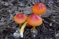 Three Bright Red and Orange American Caesar Mushrooms