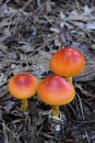 Three Bright Red and Orange American Caesar Mushrooms