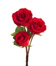 Three bright red Roses isolated on white background