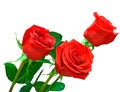 Three bright red roses on white background Royalty Free Stock Photo
