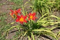 Three bright red and yellow flowers of daylily Royalty Free Stock Photo