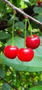 Three bright ripe cherries on a tree Royalty Free Stock Photo