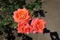 Three bright salmon pink flowers of rose