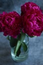 Three burgundy peonies in a vase