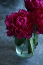 Three burgundy peonies in a vase