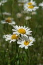 Three bright wild ox-eye daisies (Leucanthemum vulgare), growing in the field on a sunny day Royalty Free Stock Photo
