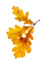Three bright yellow, autumn colorful oak leaf on a white isolated background Royalty Free Stock Photo