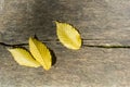 Three bright yellow autumn leaves on wooden texture, close`up ba Royalty Free Stock Photo