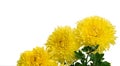 Three bright yellow chrysanthemums in panoramic format.