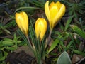 A small crocus family of three bright yellow flowers Royalty Free Stock Photo