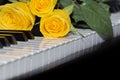 Three bright yellow roses lie on the piano keyboard Royalty Free Stock Photo