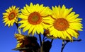 Three bright yellow sunflowers set against the clear blue sky Royalty Free Stock Photo