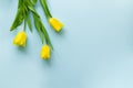 Three bright yellow tulips lie on a blue background. Royalty Free Stock Photo