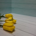 Three bright yellow tulips on a white-blue board background Royalty Free Stock Photo