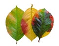 Three brightly colored autumn leaf pattern Apple on white isolat