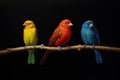 Three brightly colored birds perched on a branch