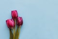 Three brightly pink tulips on blue background Royalty Free Stock Photo