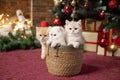 Three British chinchilla kittens are sitting in a basket under a Christmas tree with gifts Royalty Free Stock Photo