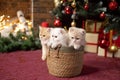 Three British chinchilla kittens are sitting in a basket under a Christmas tree with gifts Royalty Free Stock Photo