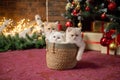 Three British chinchilla kittens are sitting in a basket under a Christmas tree with gifts Royalty Free Stock Photo