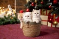 Three British chinchilla kittens are sitting in a basket under a Christmas tree with gifts Royalty Free Stock Photo