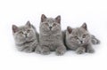 Three British kitten