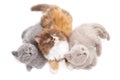 Three British kittens Royalty Free Stock Photo