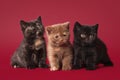 Three british kittens Royalty Free Stock Photo