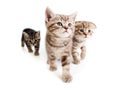 Three british kittens on white Royalty Free Stock Photo