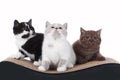 Three british shorthair kitten sitting on a cat scratching post