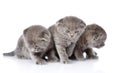 Three british shorthair kittens. isolated on white background