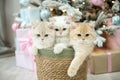 Three British chinchilla kittens are sitting in a basket under a Christmas tree with gifts Royalty Free Stock Photo