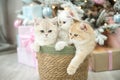 Three British shorthair kittens are sitting in a wicker basket under a Christmas tree Royalty Free Stock Photo