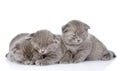 Three british shorthair kittens sleeping. isolated on white Royalty Free Stock Photo