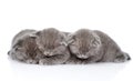 Three british shorthair kittens sleeping. isolated on white