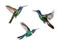 Three Broad Billed Cynanthus Latirostris Hummingbird In Flight Set Isolated on a White Background - Generative AI