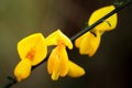 Three broom flowers