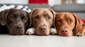 Three brown and black dogs laying on a couch Royalty Free Stock Photo