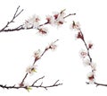 Three brown branches with white sakura blooms Royalty Free Stock Photo