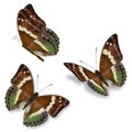 Three brown butterfly
