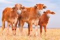 Three brown calves on a pasture of a farm with face mask Royalty Free Stock Photo