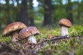 Three brown cap edible mushrooms grows Royalty Free Stock Photo